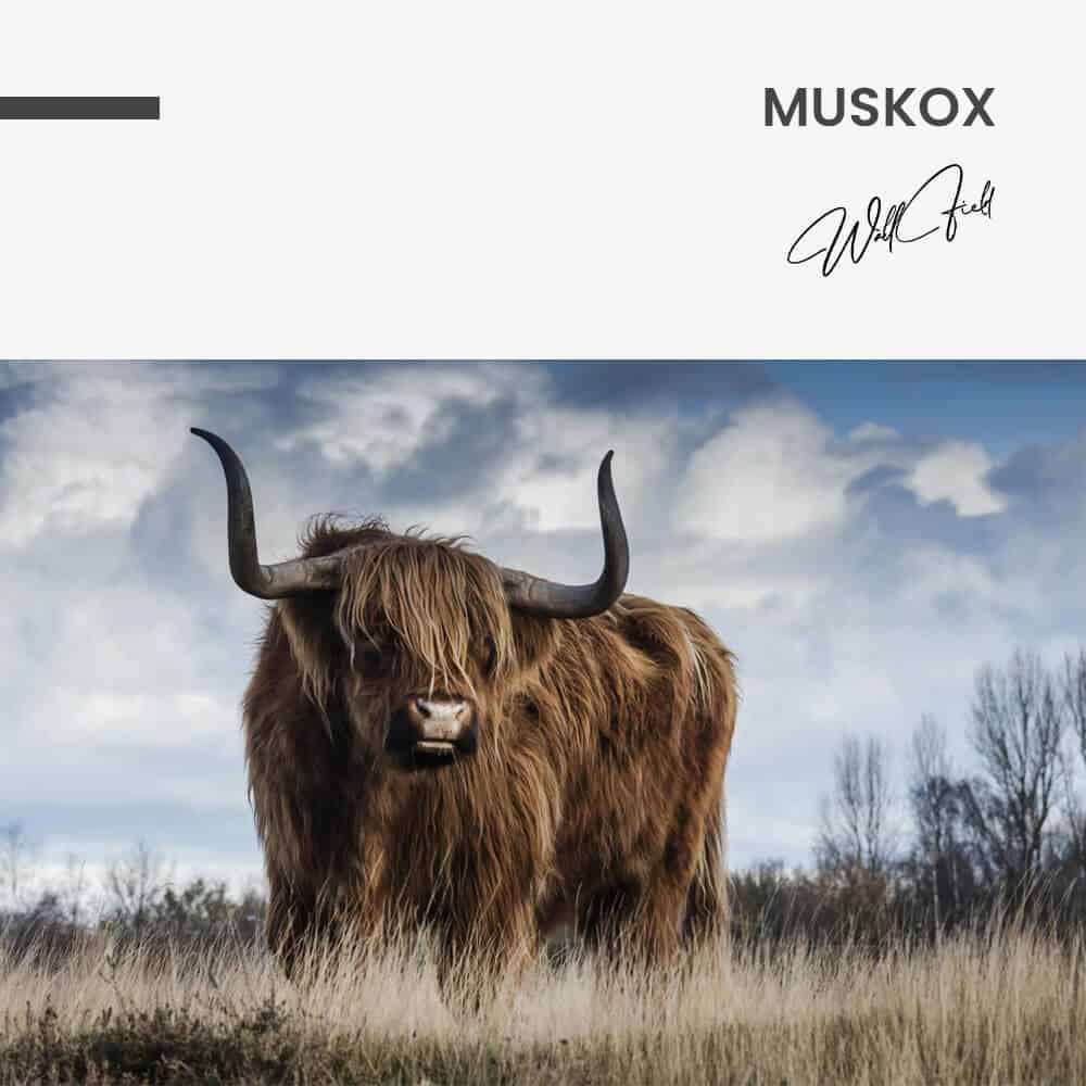 Muskox - glass