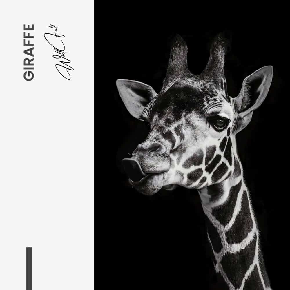 Giraffe - Glass