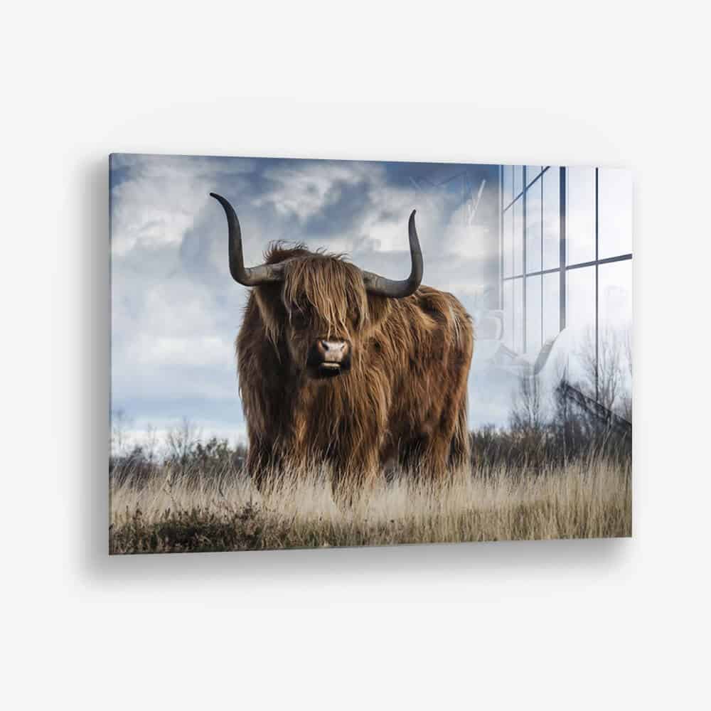 Muskox - glass