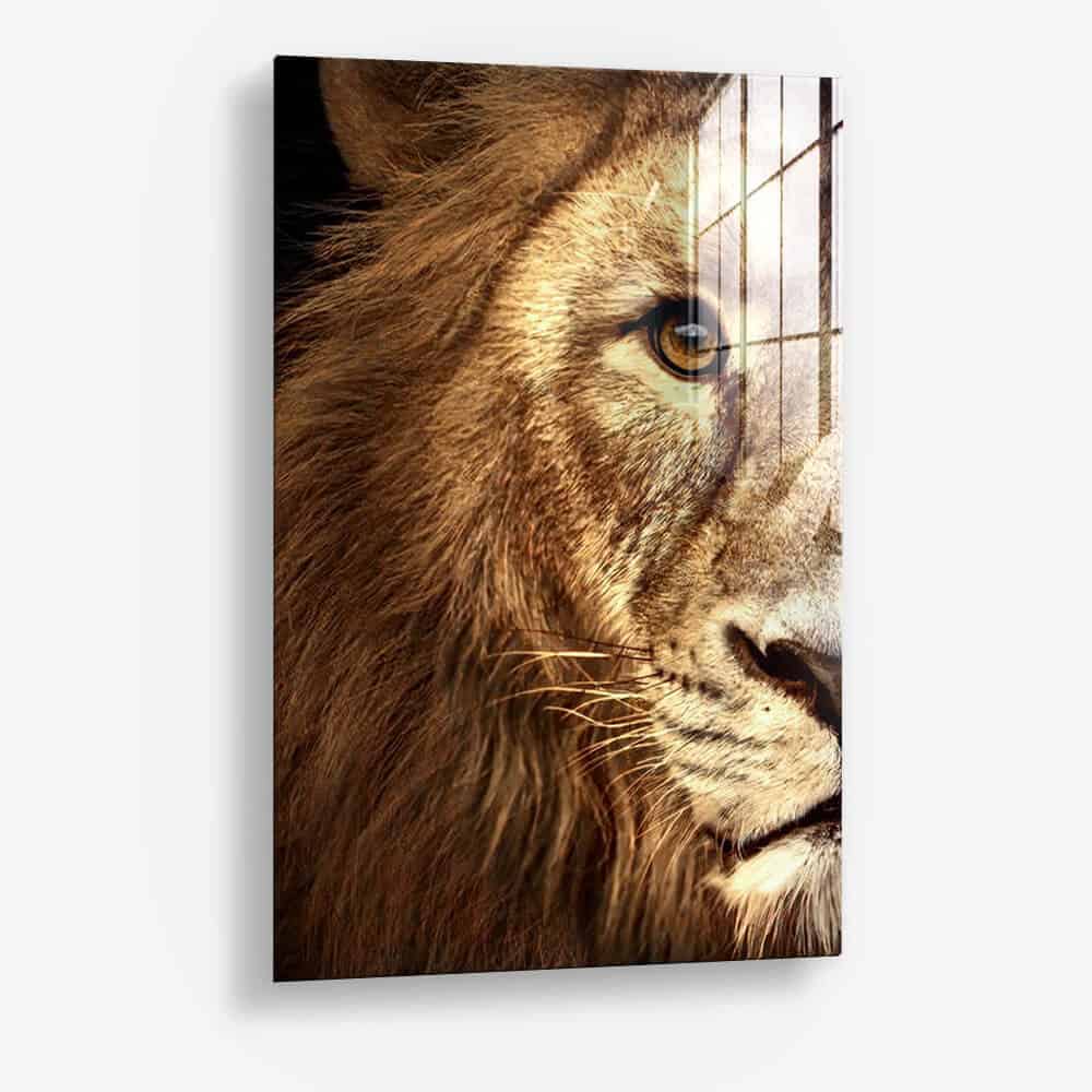 Bundel: Lion & lioness Color (2x) - Glass - Kopiëren