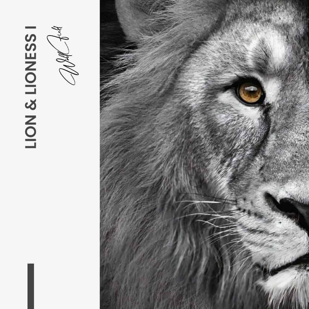 Bundel: Lion & lioness (2x) - Glass - Kopiëren