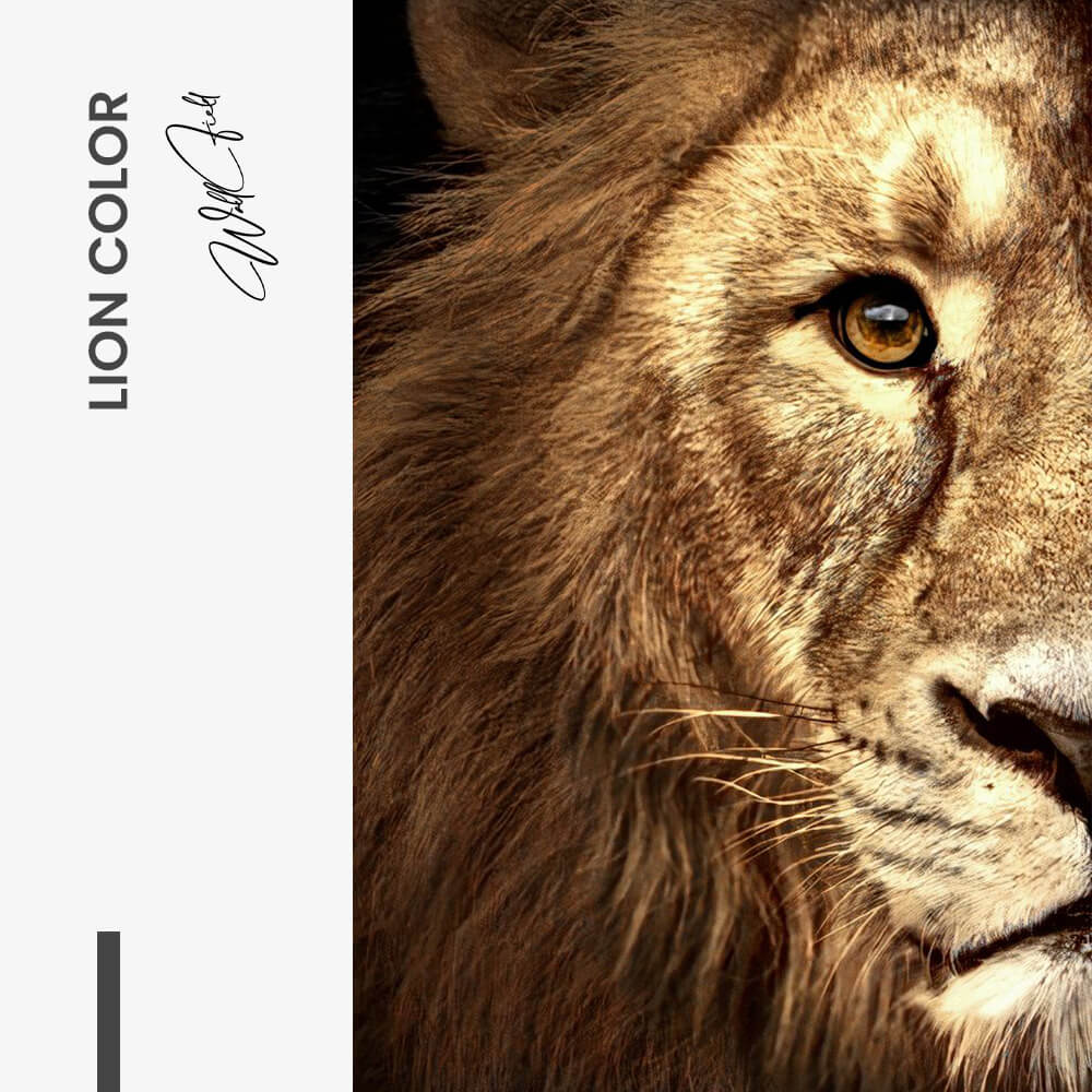 LionColorDesign-signature-tiny-1.jpg