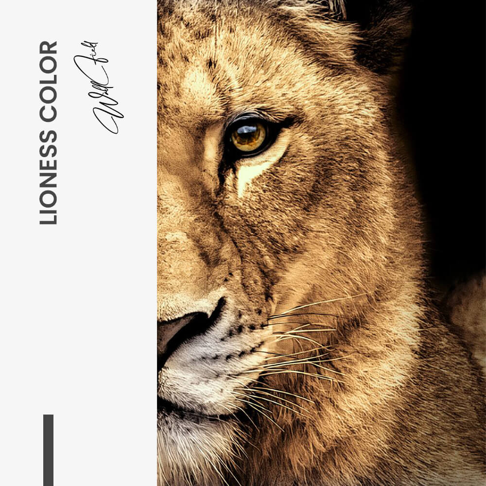LionessColorDesign-signature-tiny-1.jpg