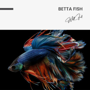 11. Design signature Betta Fish